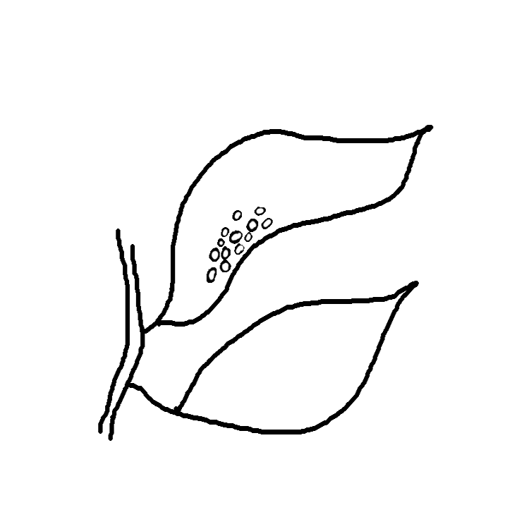 750x750 Life Cycle Of A Butterfly Clipart Black And White