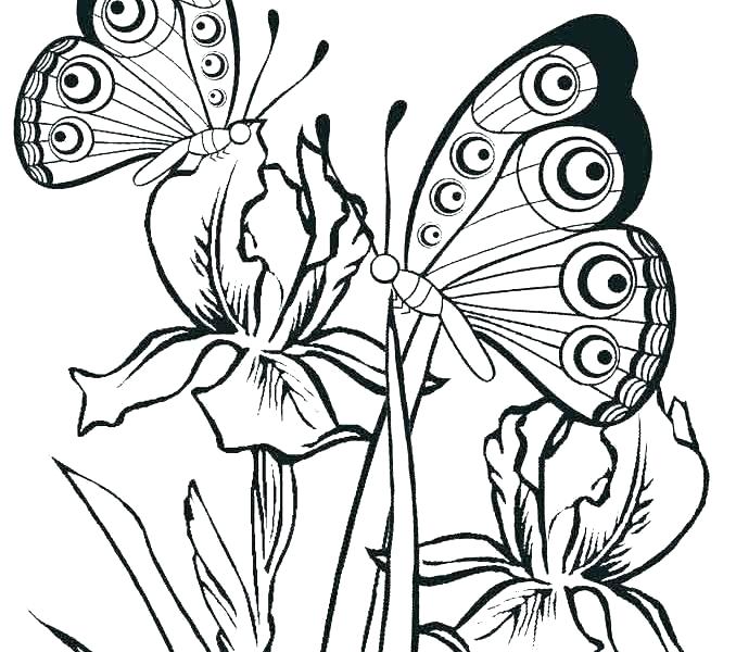 678x600 Butterfly Coloring Pages Printable