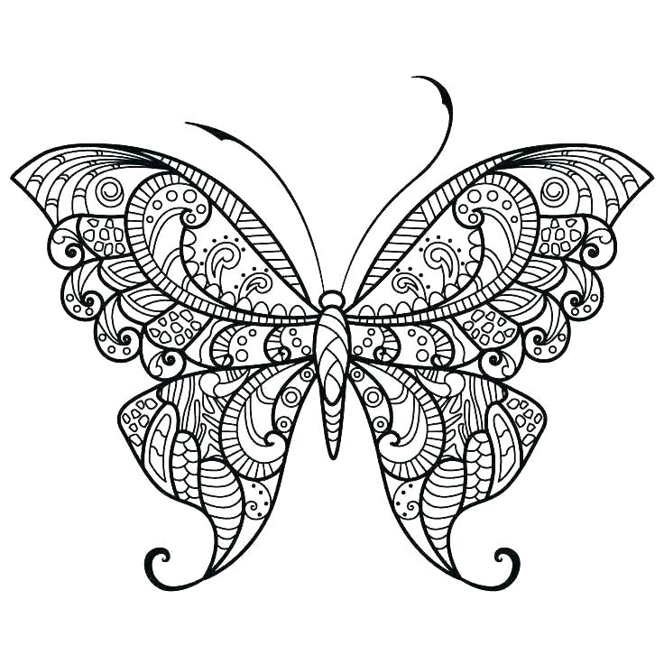 736x736 Butterfly Coloring Pages Printable