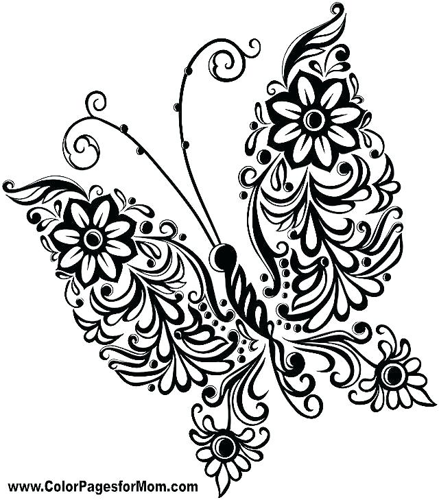 640x729 Butterfly Life Cycle Coloring