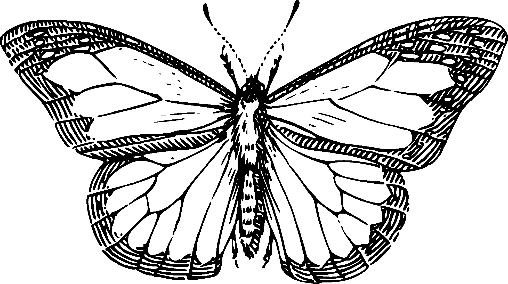 1969x1101 Arts Butterfly Outline Drawing Exquisite Free Butterfly Outline