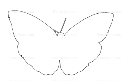 418x279 Butterfly Outline, Line Drawing, Shape Images, Photography, Stock