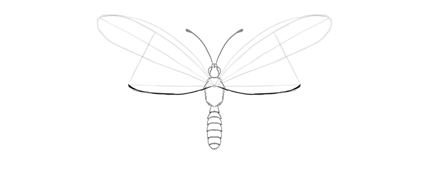 850x346 How To Draw A Butterfly Step