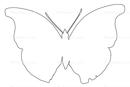 418x279 Outline Butterfly, Wings, Line Drawing, Shape Images, Photography