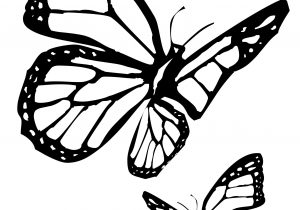 300x210 sketches of butterflies flying line drawing pencil and charcoal