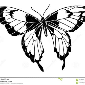 336x336 Butterfly Line Wings Drawing Pictures Swallowtail Flower