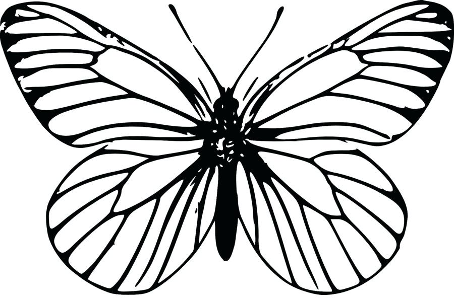 900x600 butterfly outline butterfly outline icons set butterfly line