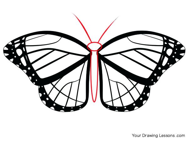 600x450 Drawing A Butterfly Butterfly Line Drawing Drawing Butterfly Videos