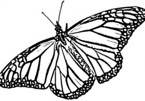 300x210 pencil line drawing of butterfly line drawing pencil and charcoal