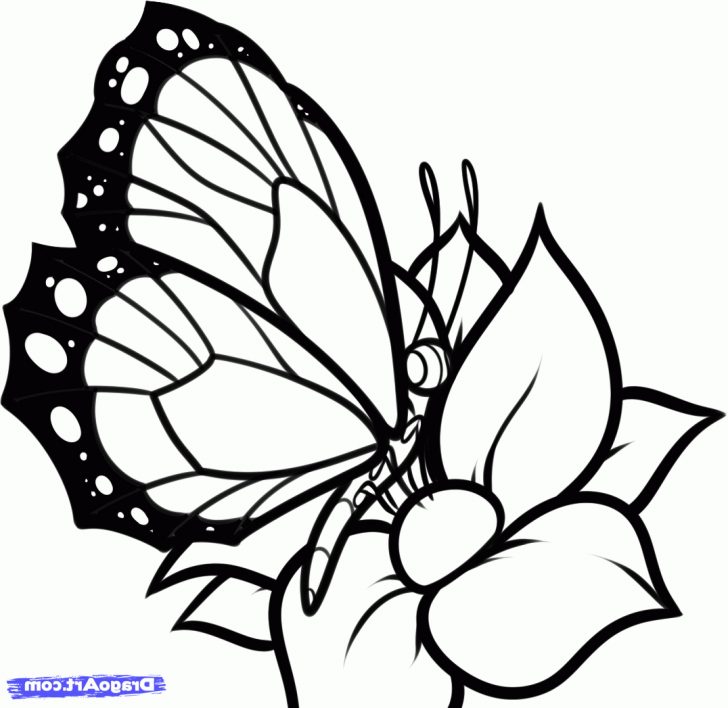 728x708 Simple Line Drawing Of A Butterfly Tags Cat Drawings Cactu