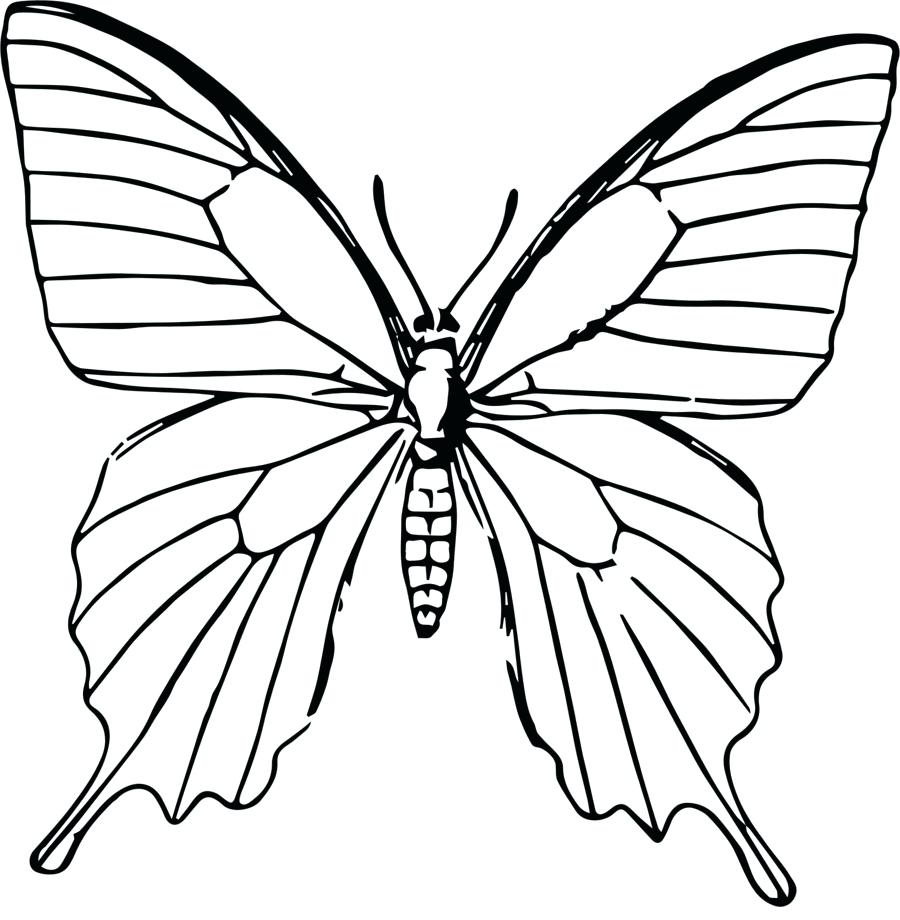 900x920 Butterfly Line Butterfly Generic Butterfly Line Drawing Five Lines