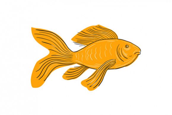 580x387 Gold Butterfly Koi Swimming Drawing