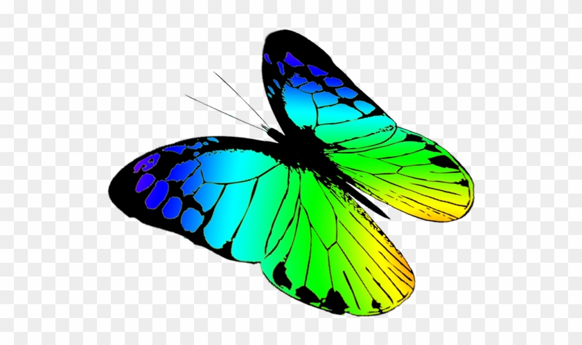 840x499 Free Butterflies Drawing, Free Butterfly Clipart