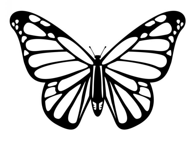 640x480 Monarch Butterfly Clipart Butterfly Drawing