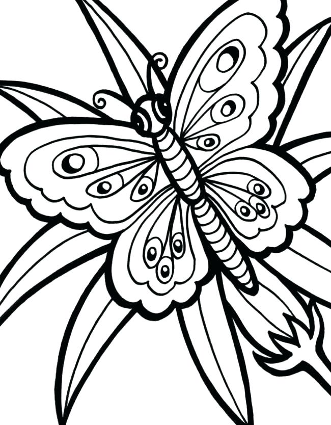 650x834 Butterfly Outline Drawing