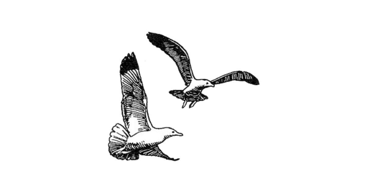 1200x630 Drawing Of Seagulls
