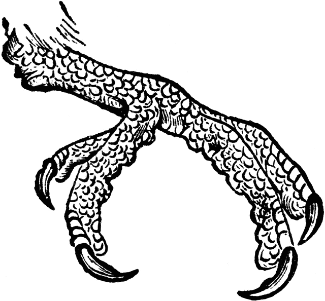 640x594 Foot Of Honey Buzzard Clipart Etc