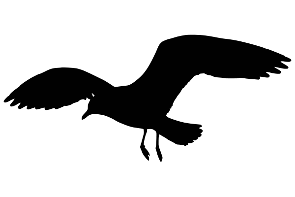 600x400 Seagull Drawing, Picture