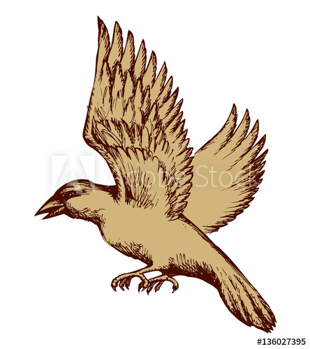 444x500 Bird Vector Drawing