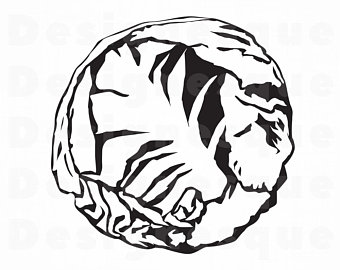 340x270 Cabbage Clipart Etsy