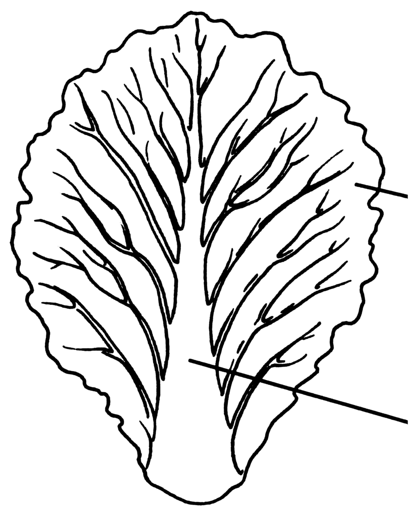 850x1041 Cabbage Leaf Consisting Of Midrib And Blade Download Scientific