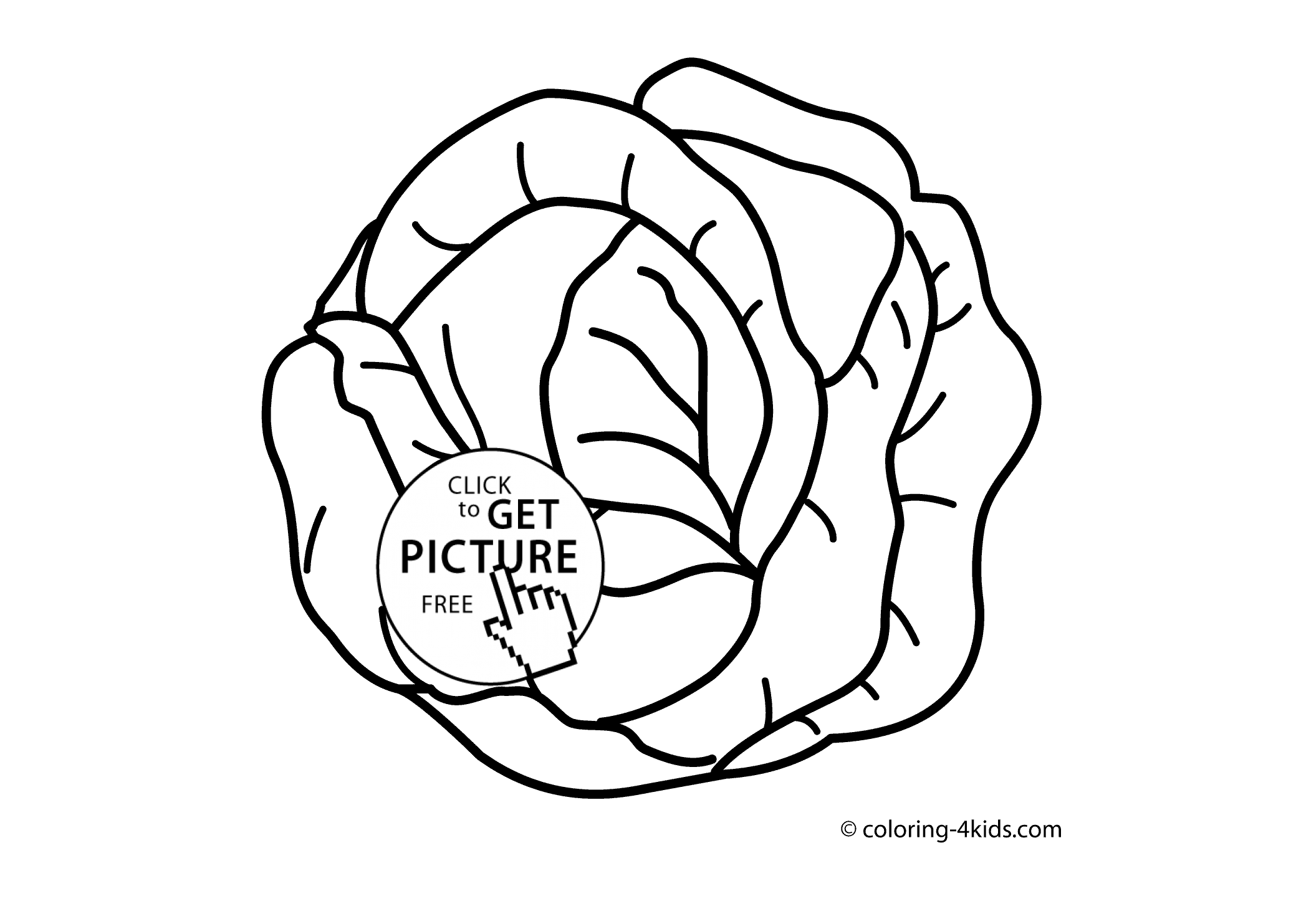 2079x1483 Cabbage Vegetable Coloring