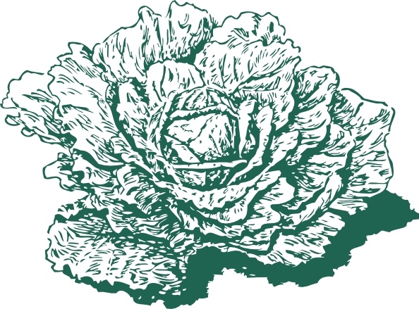 594x439 Dutch Cabbage Clip Art Free Vector In Open Office Drawing