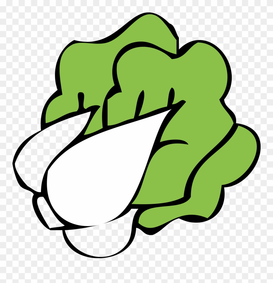 880x912 Graphic Freeuse Cabbage Drawing Cute