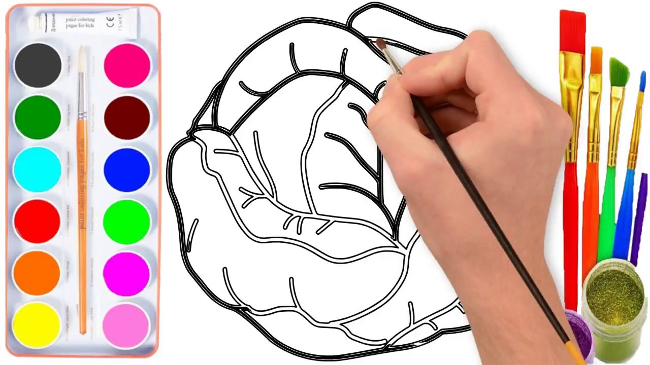 1280x720 How To Draw A Cabbage For Kids Coloring And Drawing For Kids