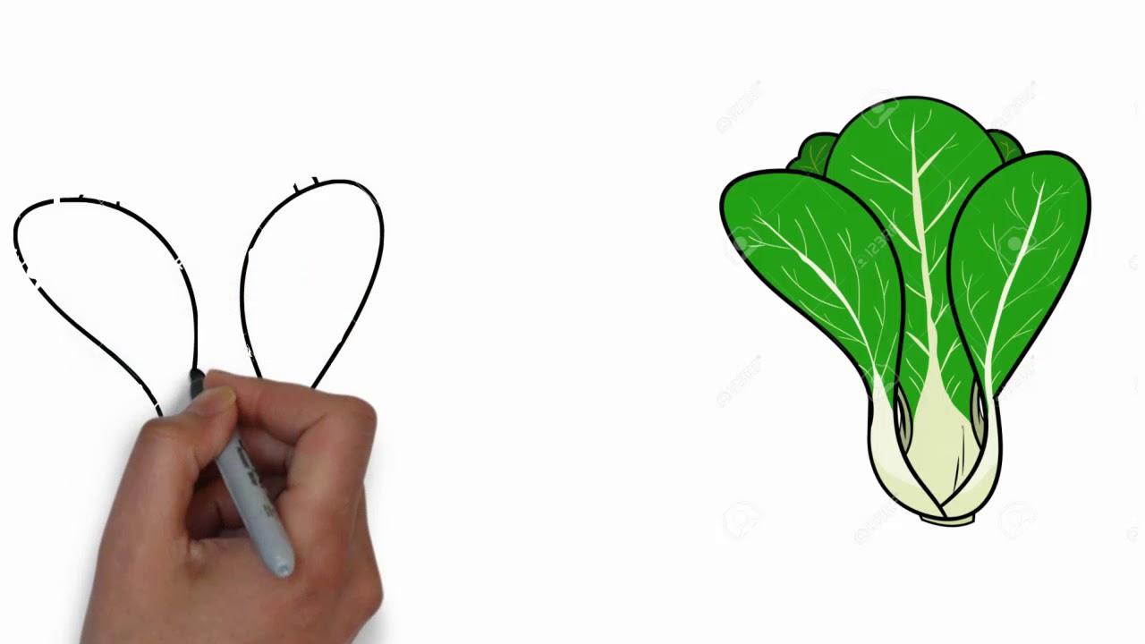 1280x720 How To Draw Cabbage Step