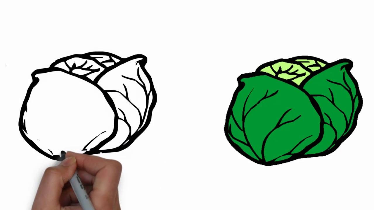 1280x720 How To Draw Cabbage Step