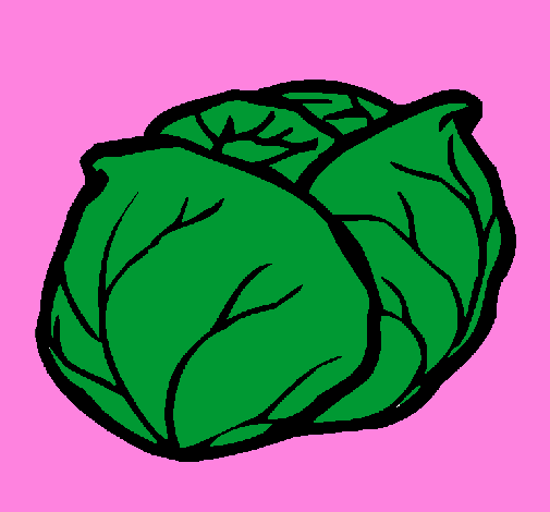 505x470 Vegetable, Drawing, Cabbage, Transparent Png Image Clipart Free
