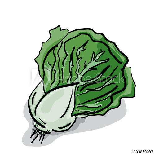 500x500 Vegetable Lettuce Drawing Graphic Design