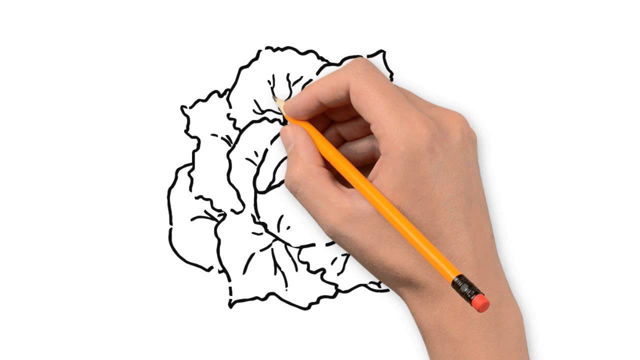 1280x720 Cabbage Nature Pencil To Draw Step