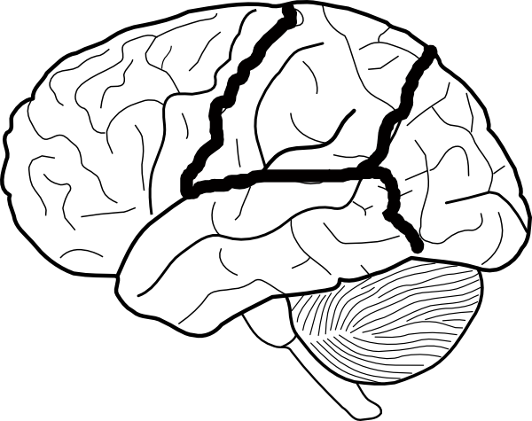 600x475 Cabbage Eye Transparent Png Clipart Free Download