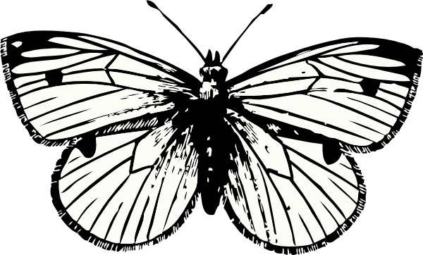 600x362 Cabbage Moth Clip Art Free Vector In Open Office Drawing