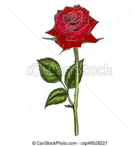 450x470 Huge Collection Of 'rose Botanical Drawing' Download More Than