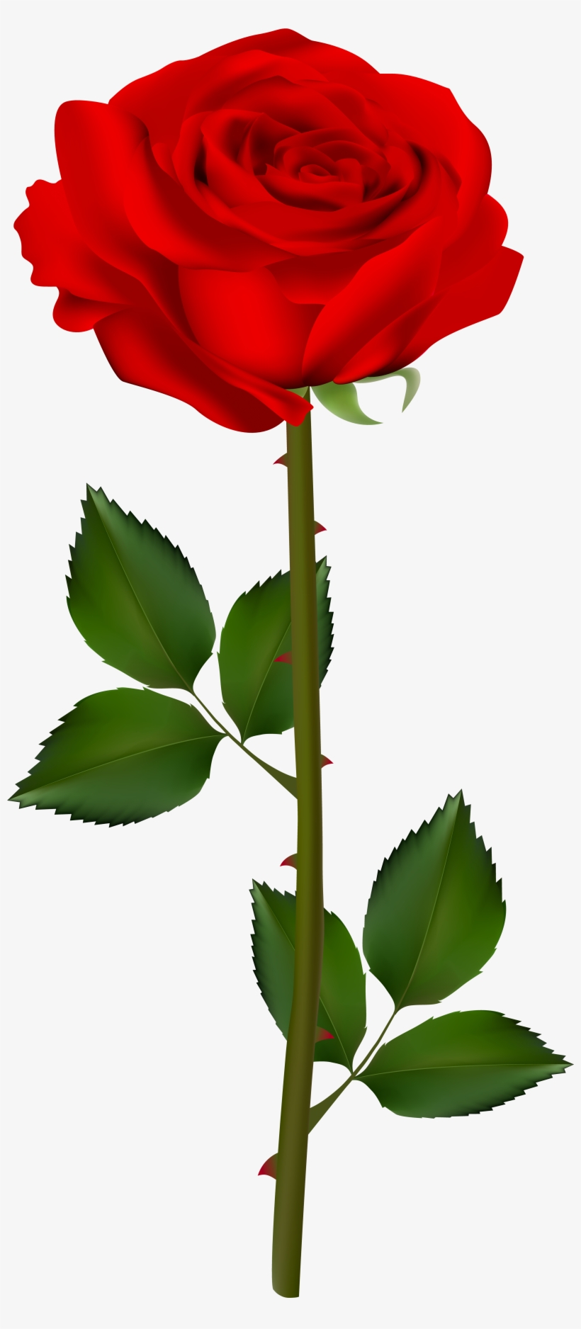 820x1876 Rose Garden Clipart At Getdrawings