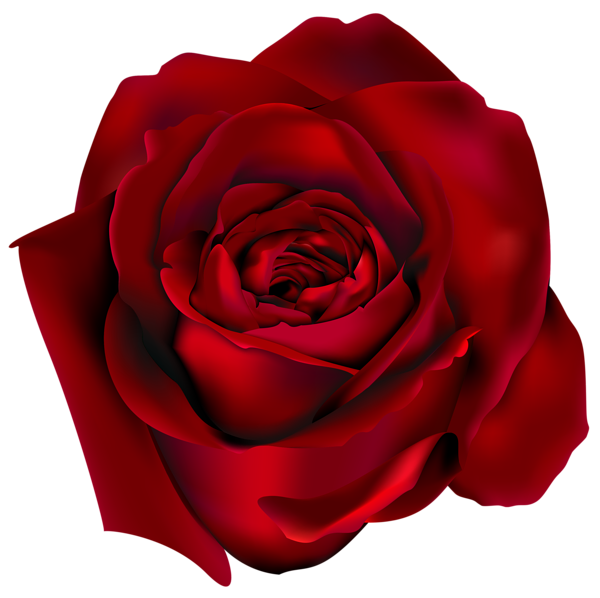 600x598 Rose Drawing Download Free Clipart With A Transparent Background