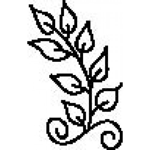 500x500 Cabbage Rose