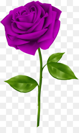 260x440 China Rose Png Free Download