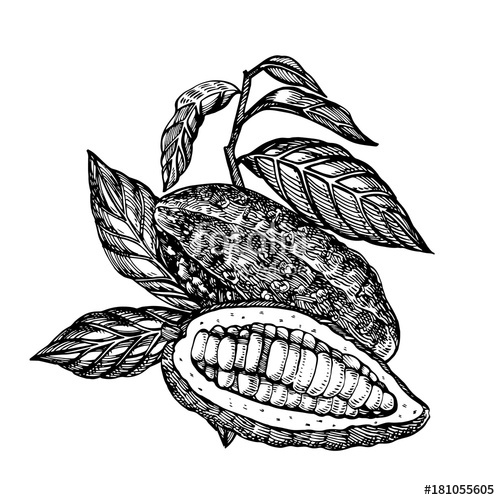500x500 Chocolate Cocoa Beans Vector Illustration Engraved Style
