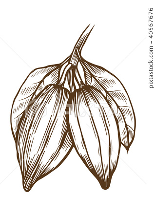 318x450 Cocoa Illustration Drawing