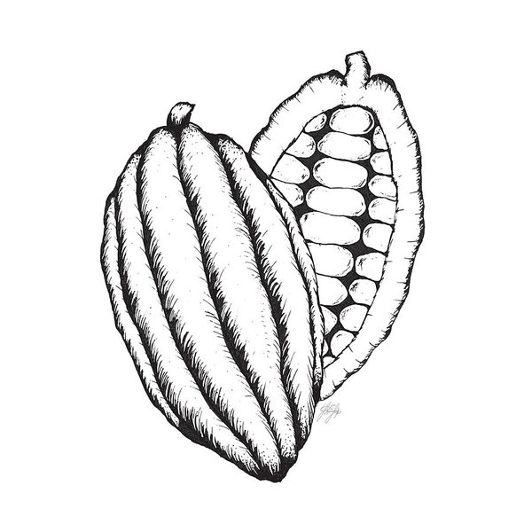 600x600 cacao drawings fine art america