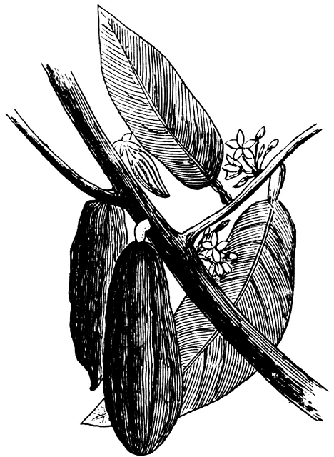 468x640 cacao nut clipart etc