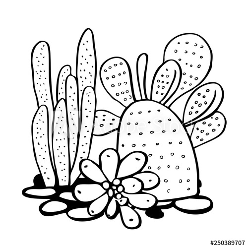 500x500 Cactus And Succulents Vector Hand Drawn Outline Black And White