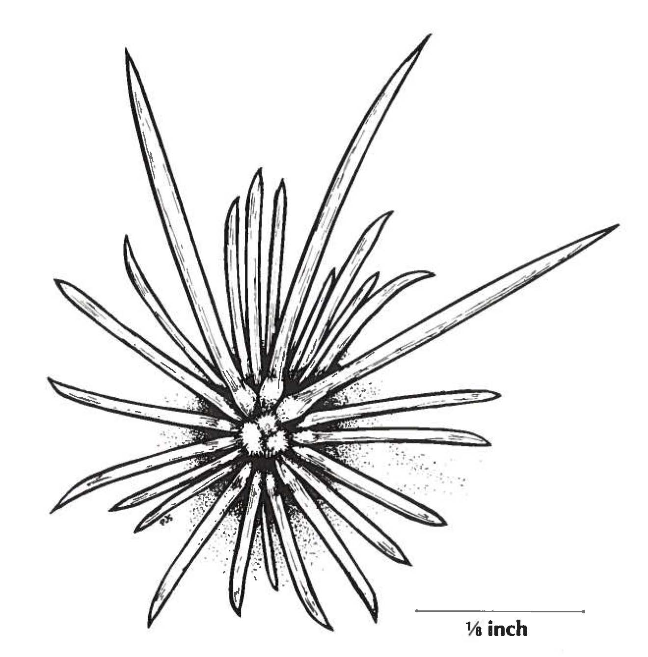 1320x1338 Nellie's Cory Cactus Federal State Listed Plants Of Texas