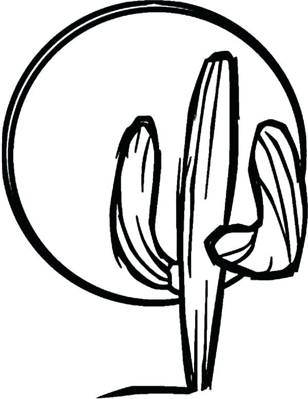 Cactus Drawing Outline