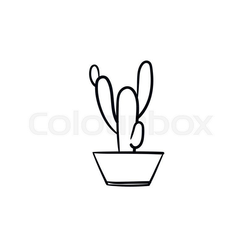 800x800 Cactus Hand Drawn Vector Outline Stock Vector Colourbox