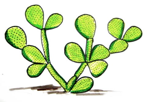 484x333 How To Draw A Cactus
